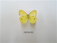 藏品(異粉蝶)的圖片